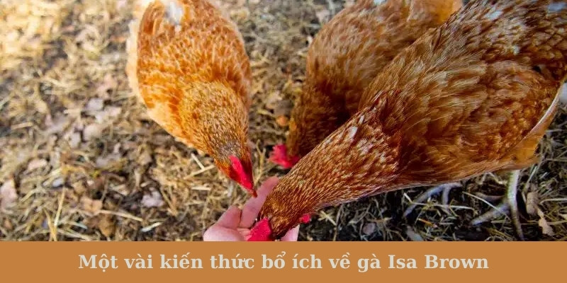 Một vài kiến thức bổ ích về gà Isa Brown