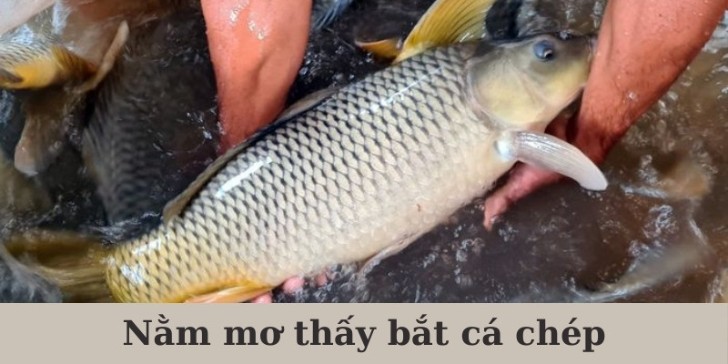 Nằm mơ thấy bắt cá chép