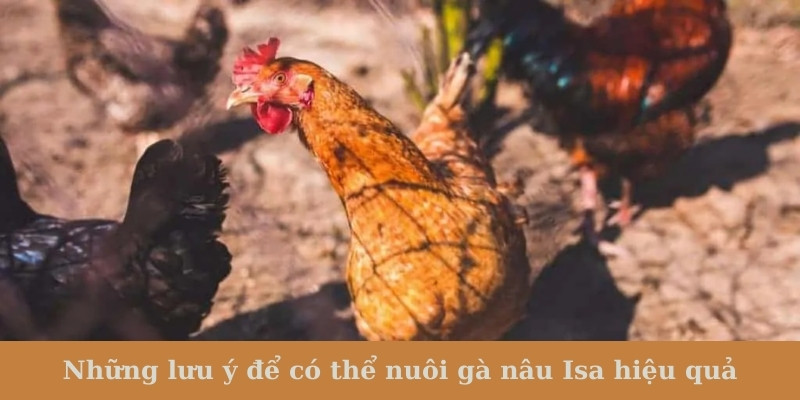 Những lưu ý để có thể nuôi gà nâu Isa hiệu quả