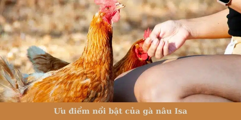 Ưu điểm nổi bật của gà nâu Isa